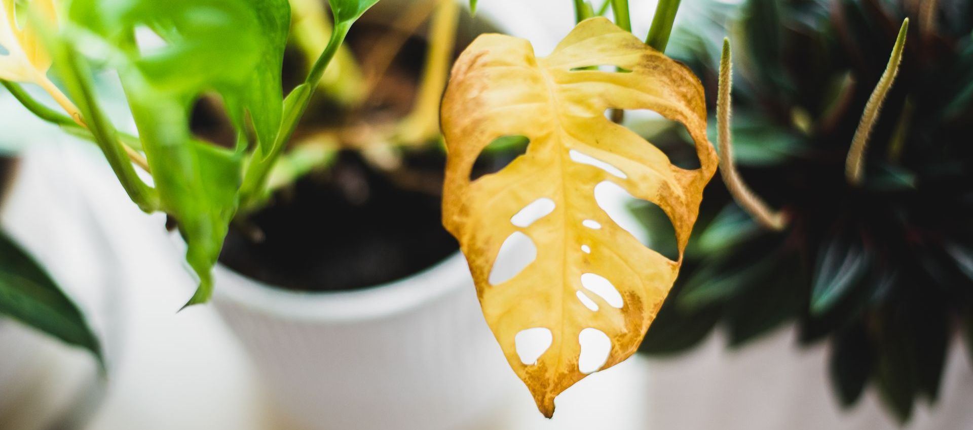 A close up of a yellow leaf on a plant.