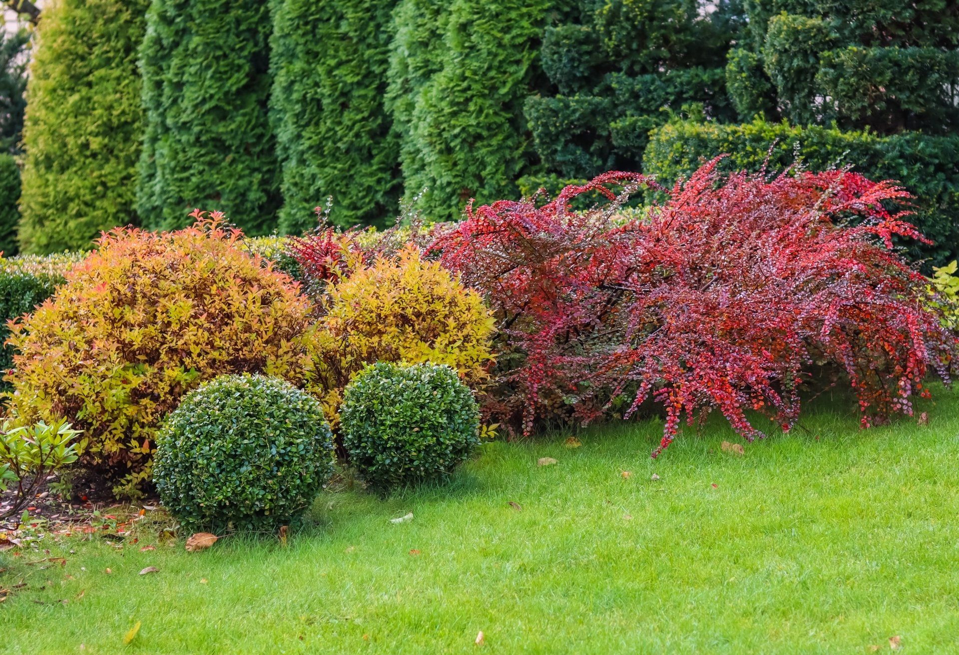 September TLC for Your Trees & Shrubs: Tips & Tricks