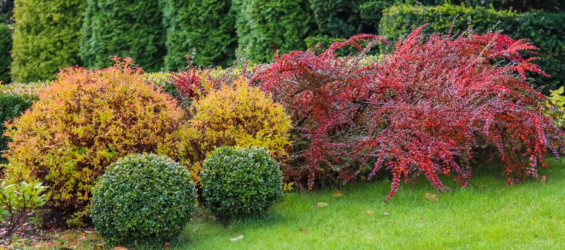 Well-manicured garden bed with diverse, colorful shrubs against a backdrop of green trees.