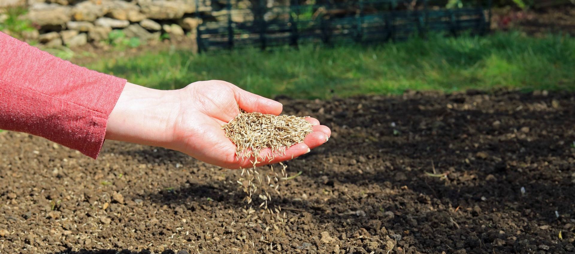 A person is holding a pile of dirt in their hand.