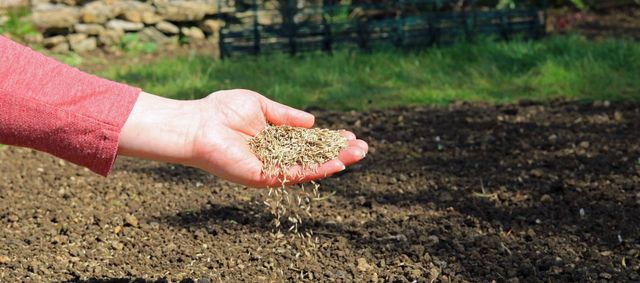 When's the Best Time To Plant Grass Seed | Michigan