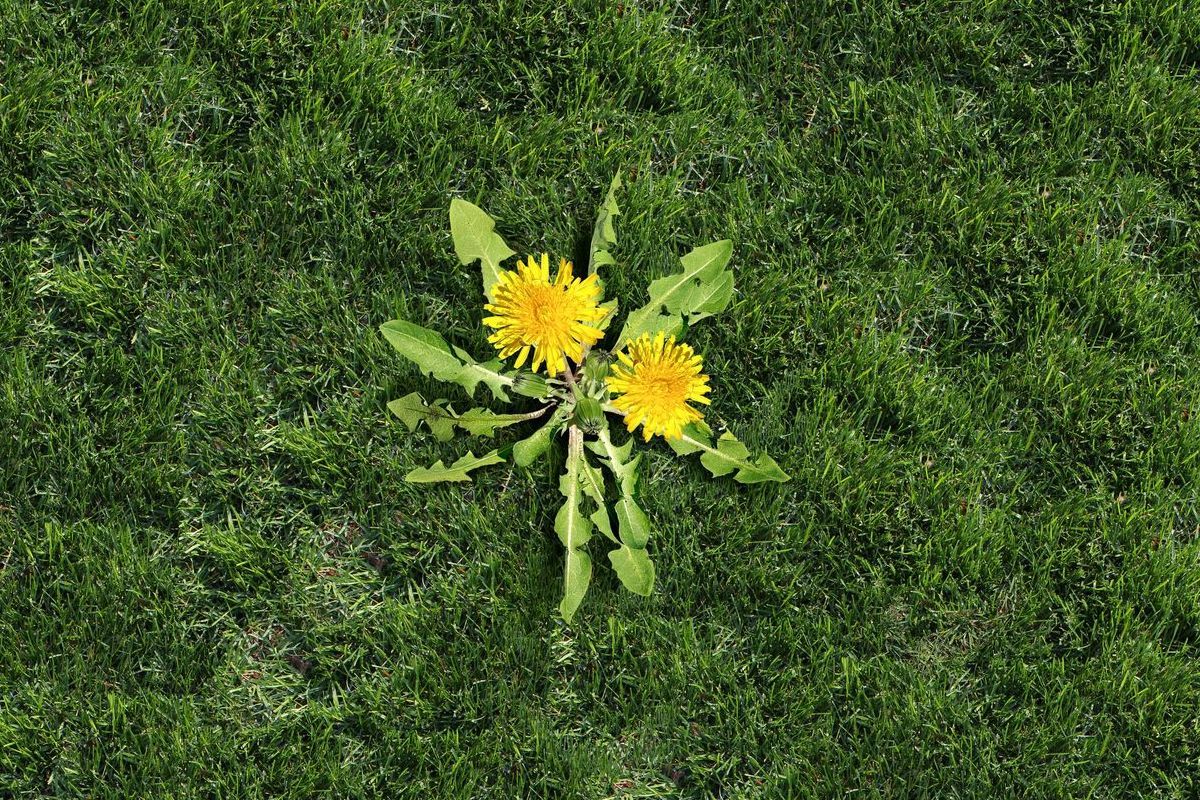 A dandelion is growing out of the grass in a field.