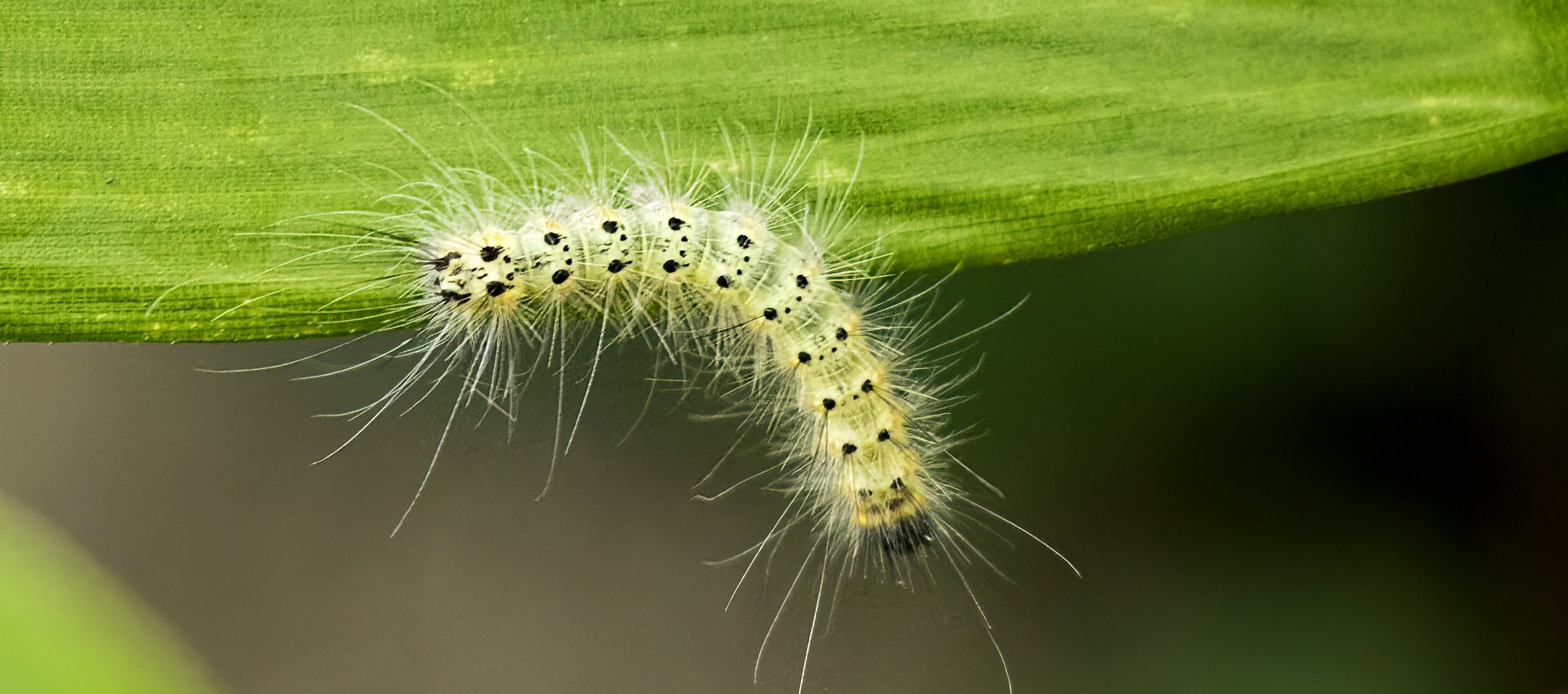 Hairy caterpillar with black spots on a green leaf.