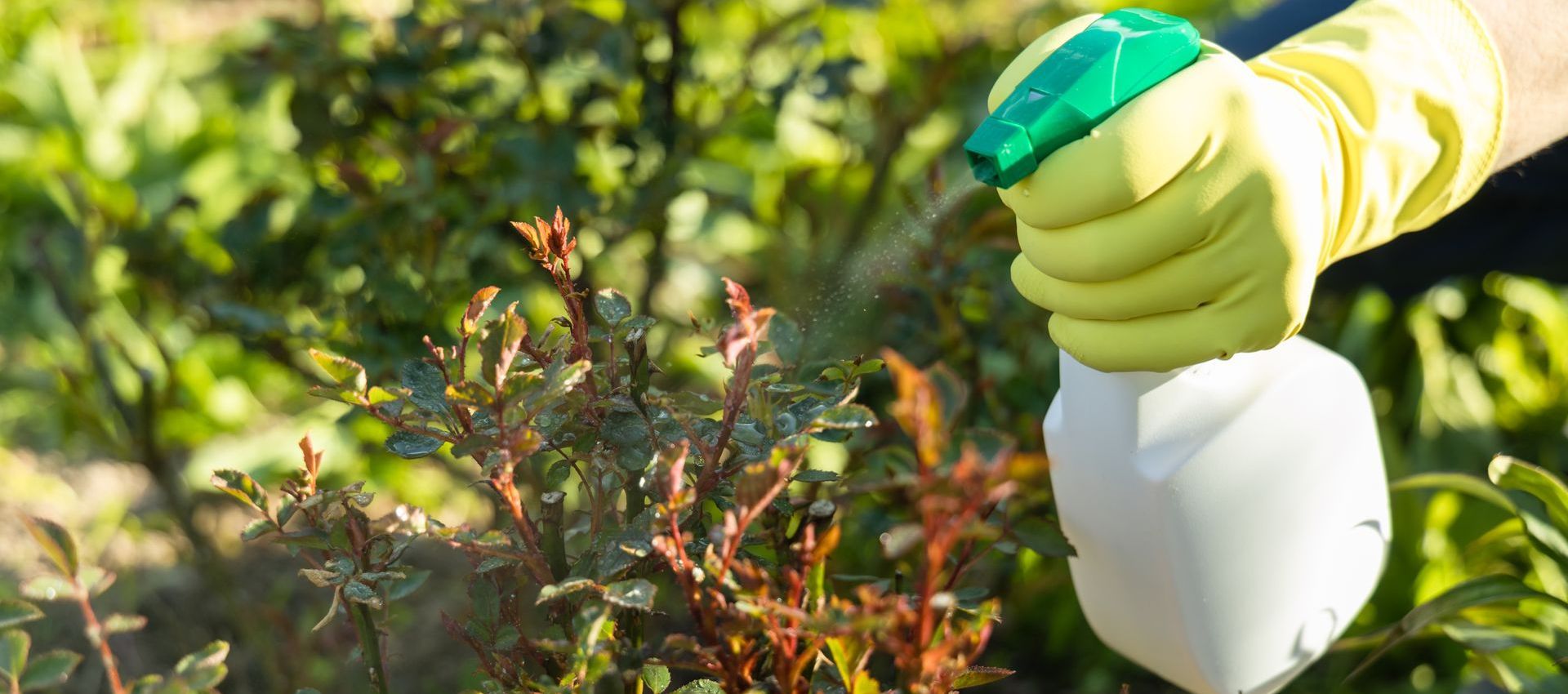 A person is spraying a plant with a spray bottle.
