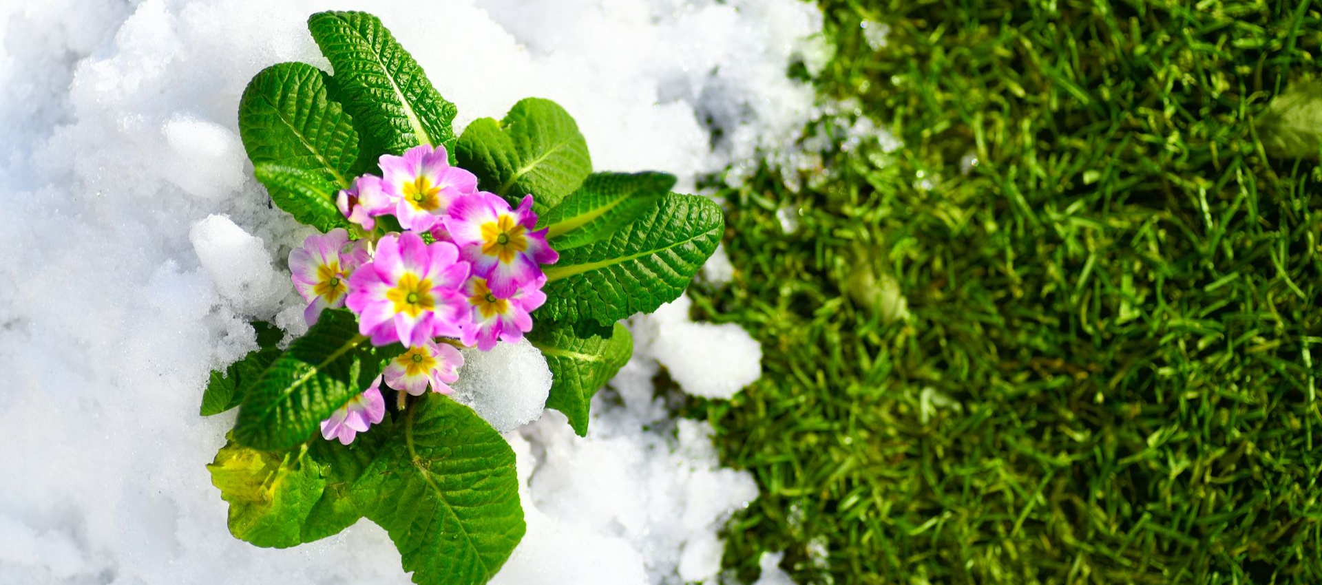 Pink primrose flowers blooming in snow next to green grass.