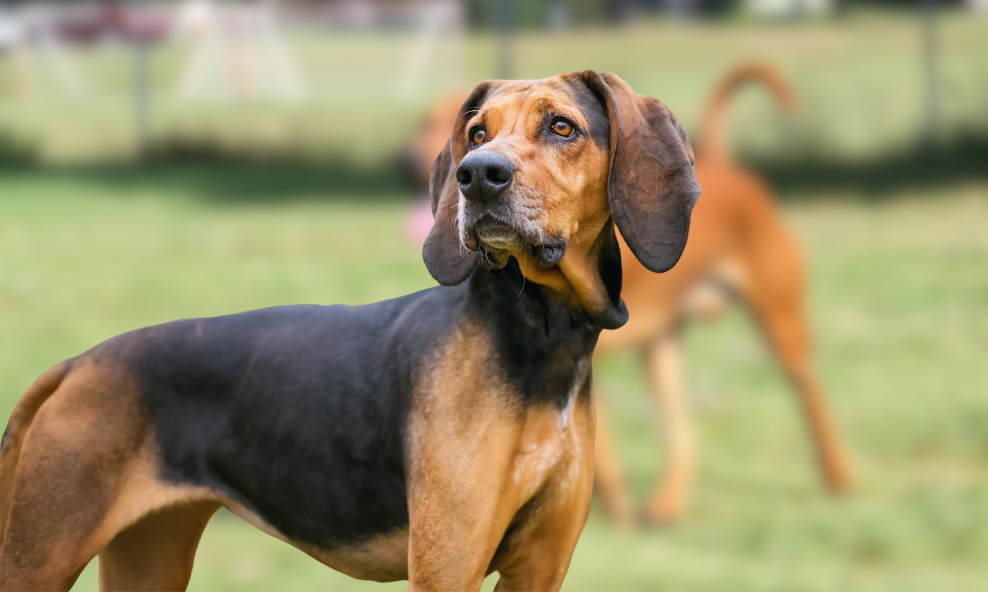 A brown and black dog is standing in a grassy field.