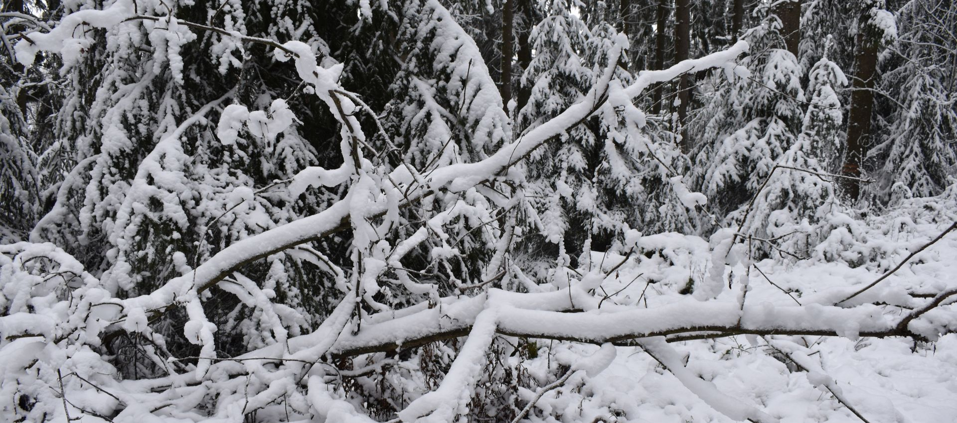 Snow-covered forest scene. Fallen, snow-laden branches in foreground, evergreen trees in background.
