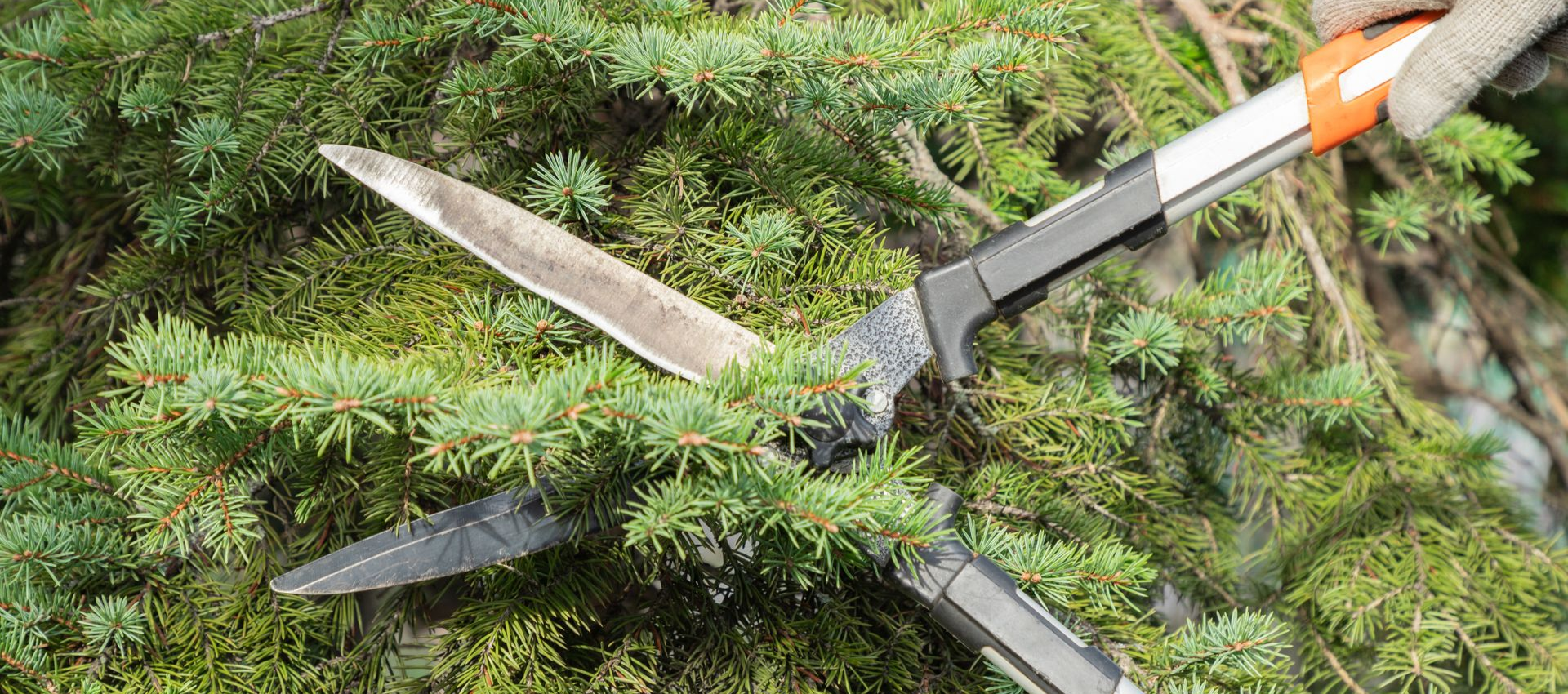 A person in a glove trims a green bush with hedge shears.