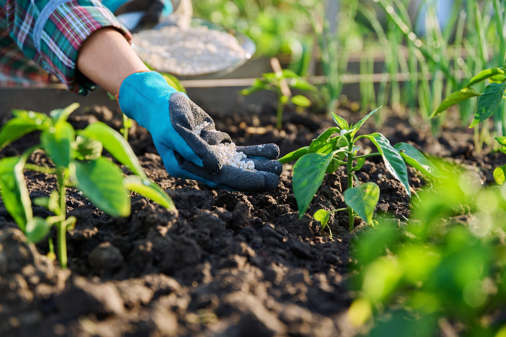A person wearing blue gloves is planting a plant in the soil.