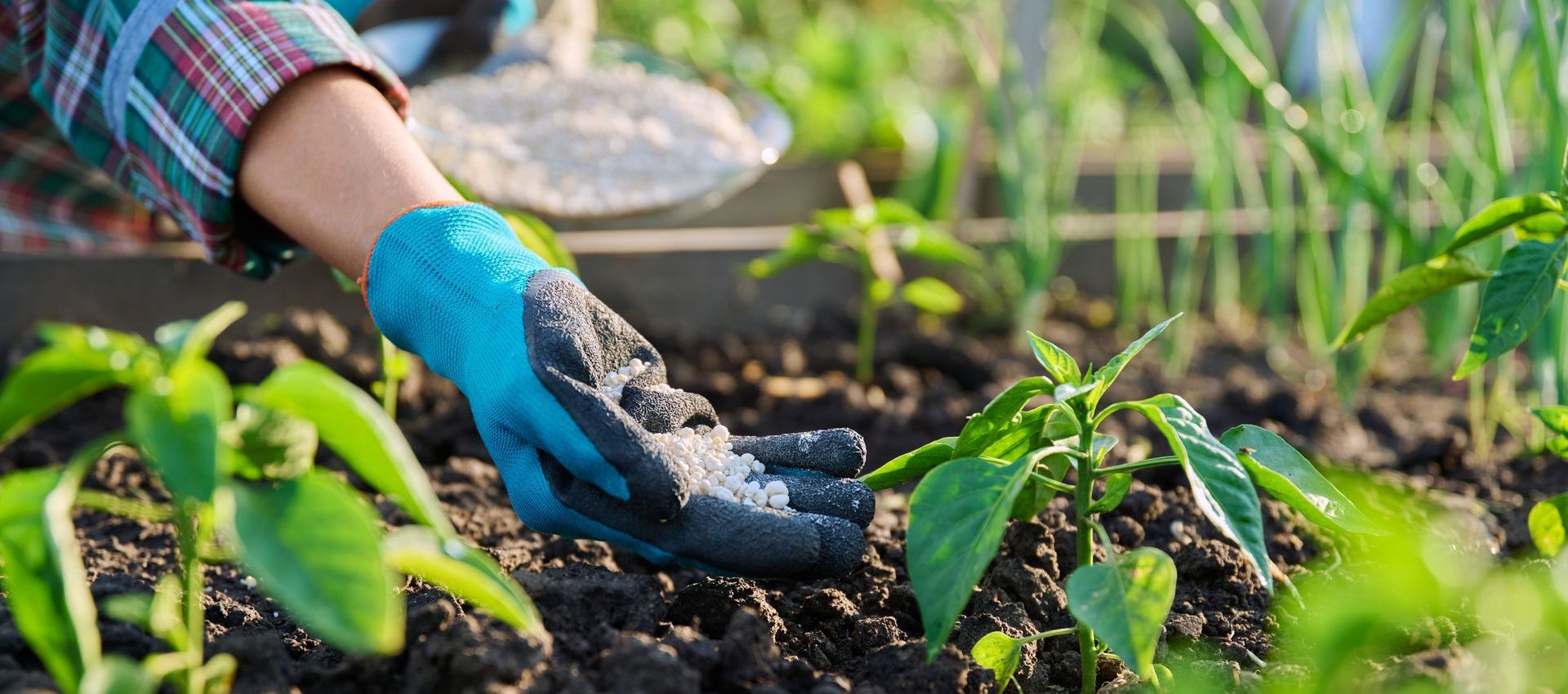 A person wearing blue gloves is planting a plant in the soil.