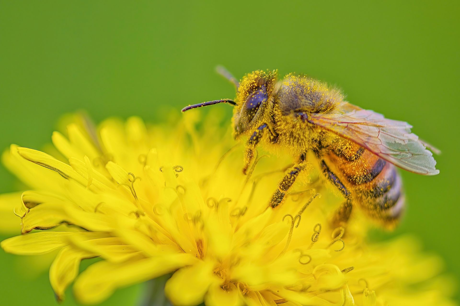 A close up of a bee on a yellow dandelion.