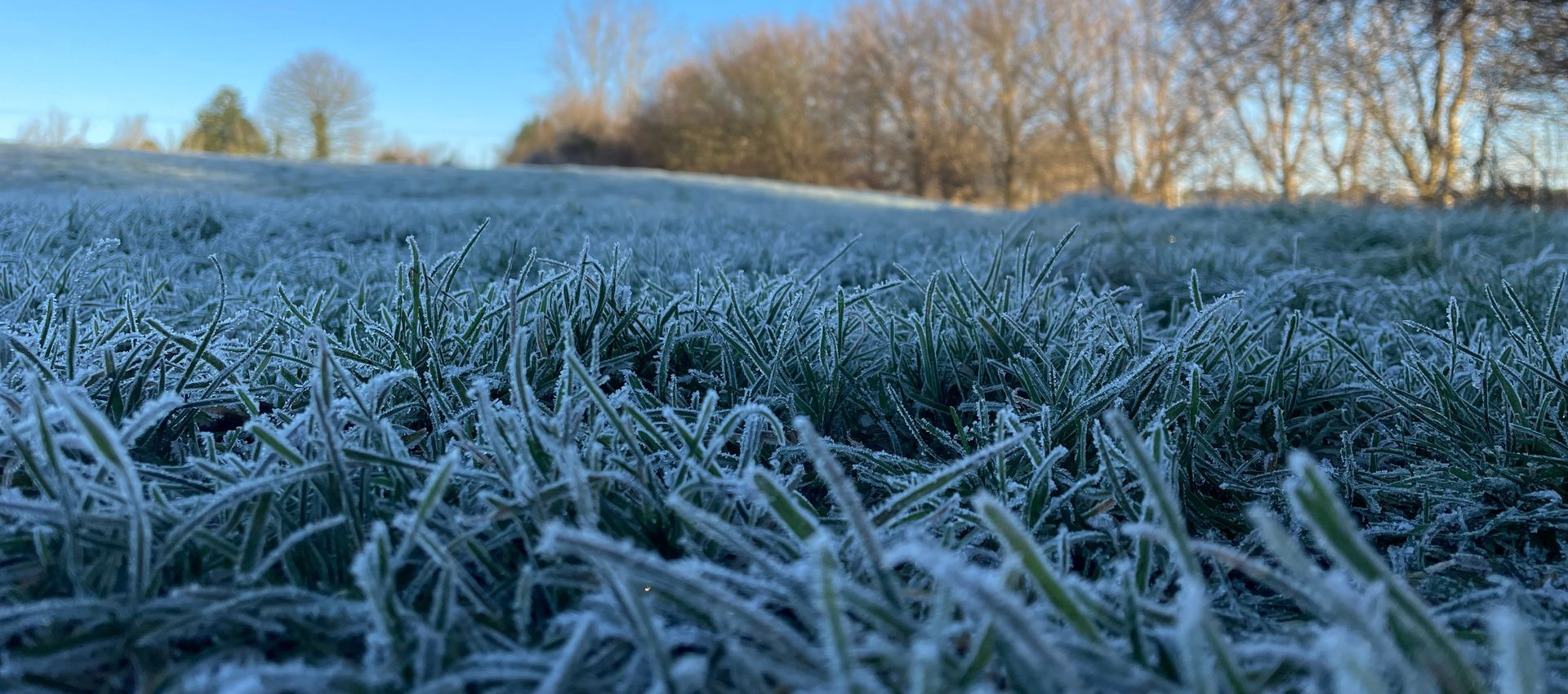 Frosted grass in field under a blue sky, with trees in the background.