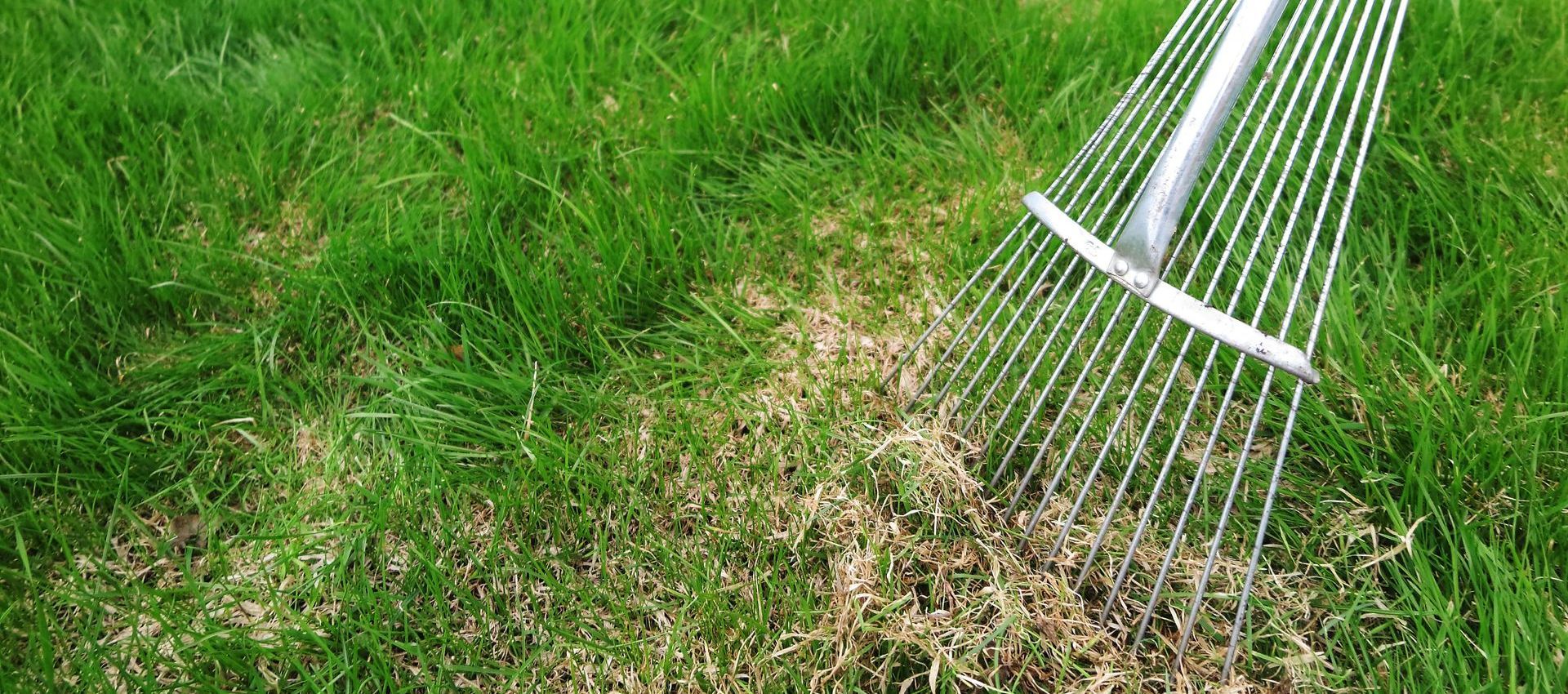 A rake is being used to remove moss from a lush green lawn.