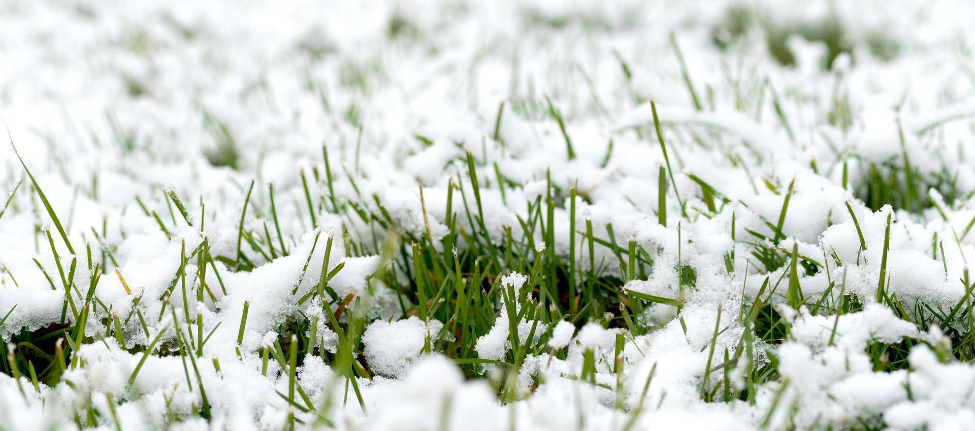 Snowy green grass. White snow covers blades of vibrant green grass, close-up shot.
