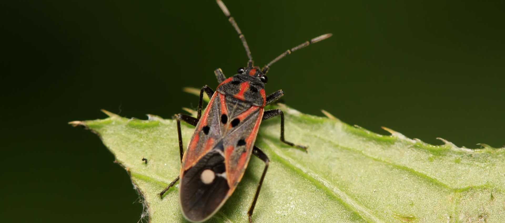 Red and black bug with white spots on a green leaf.