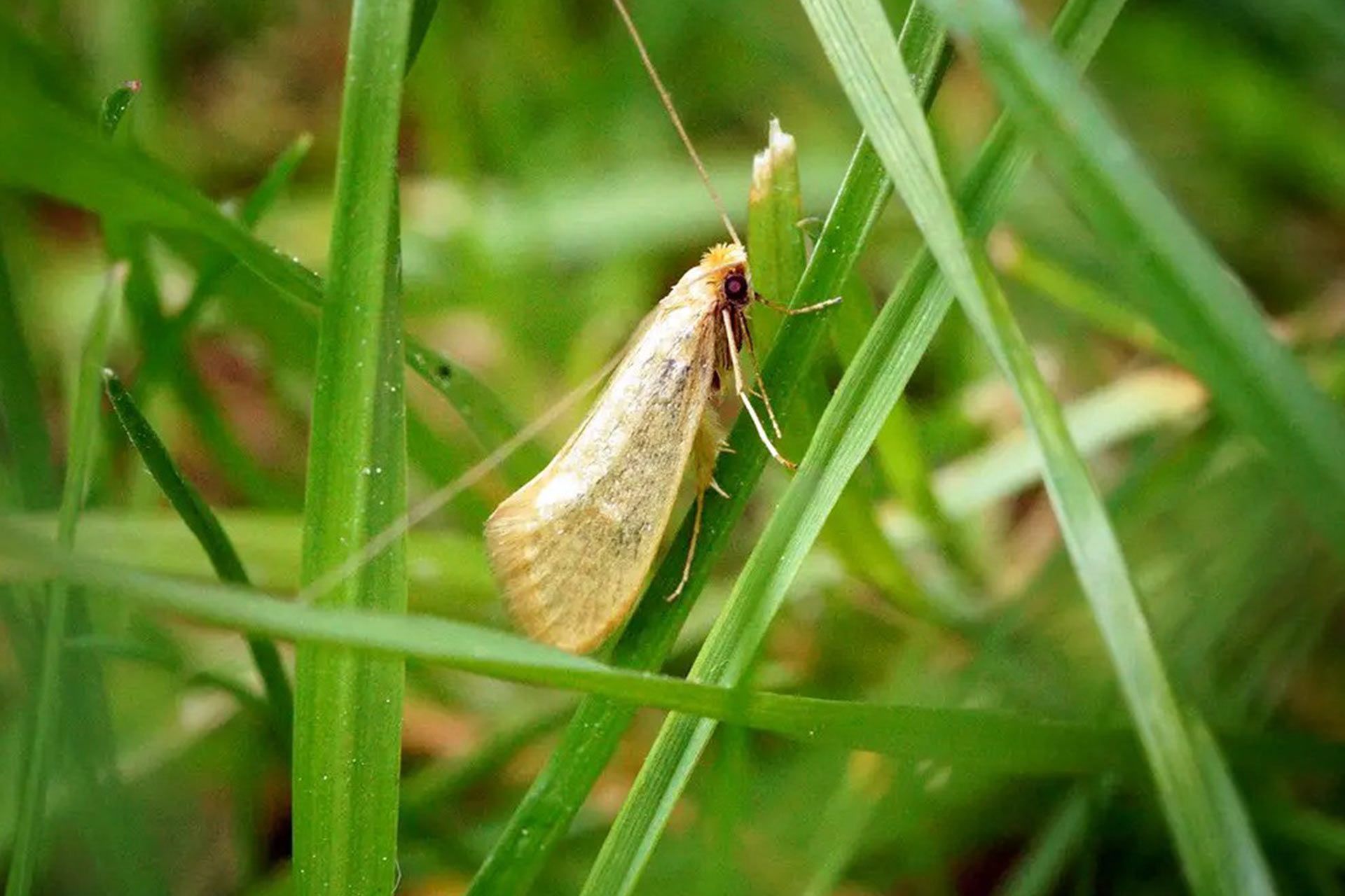 Winter Lawn Pests