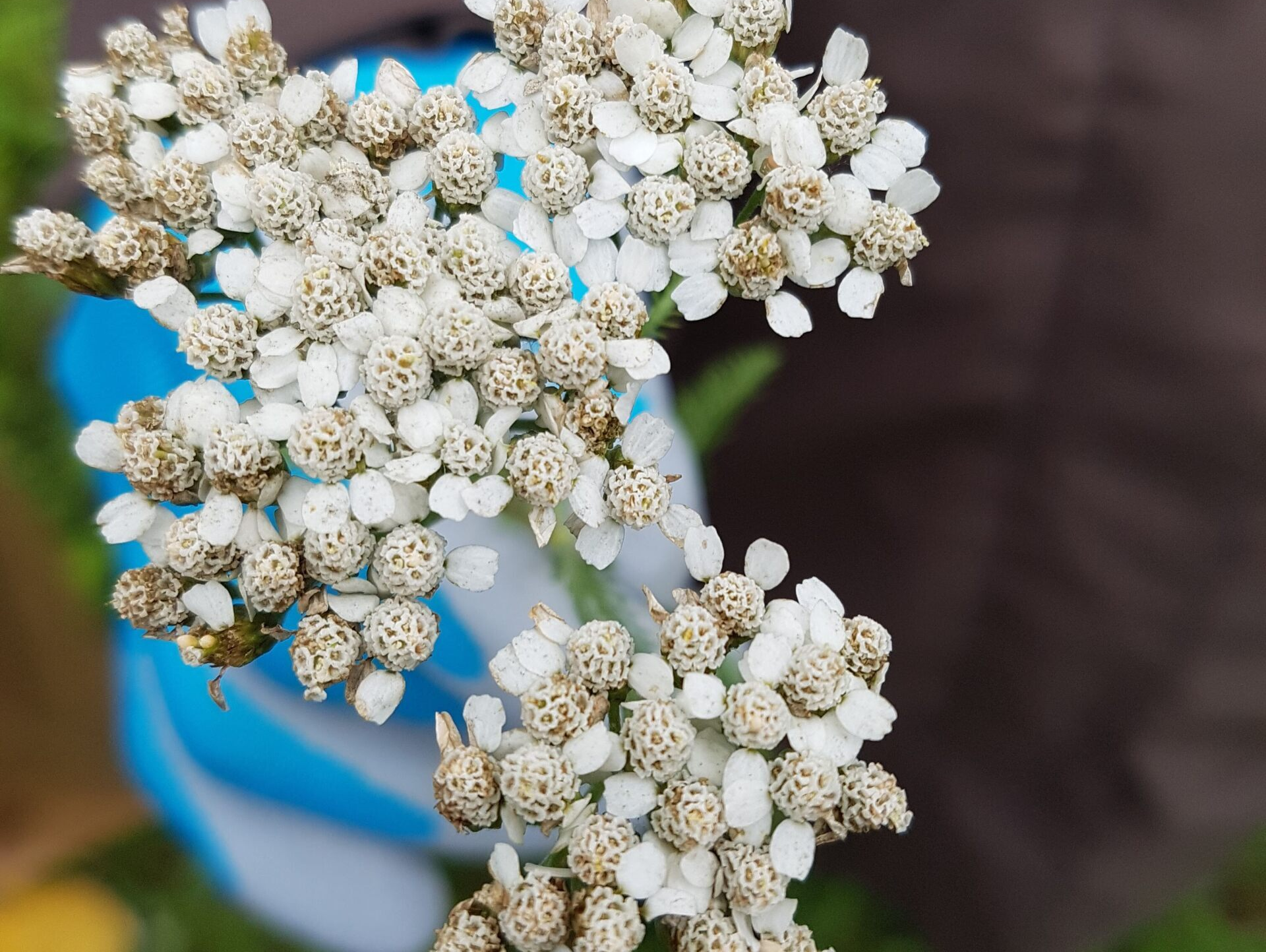 A close up of a plant with white flowers and brown buds