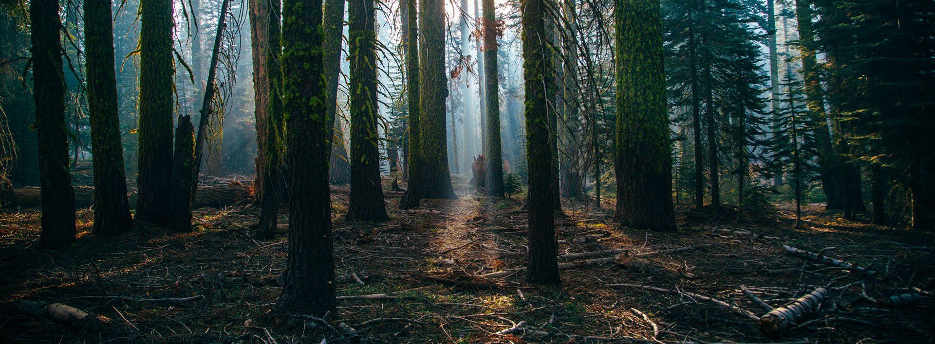 The sun is shining through the trees in a dark forest.