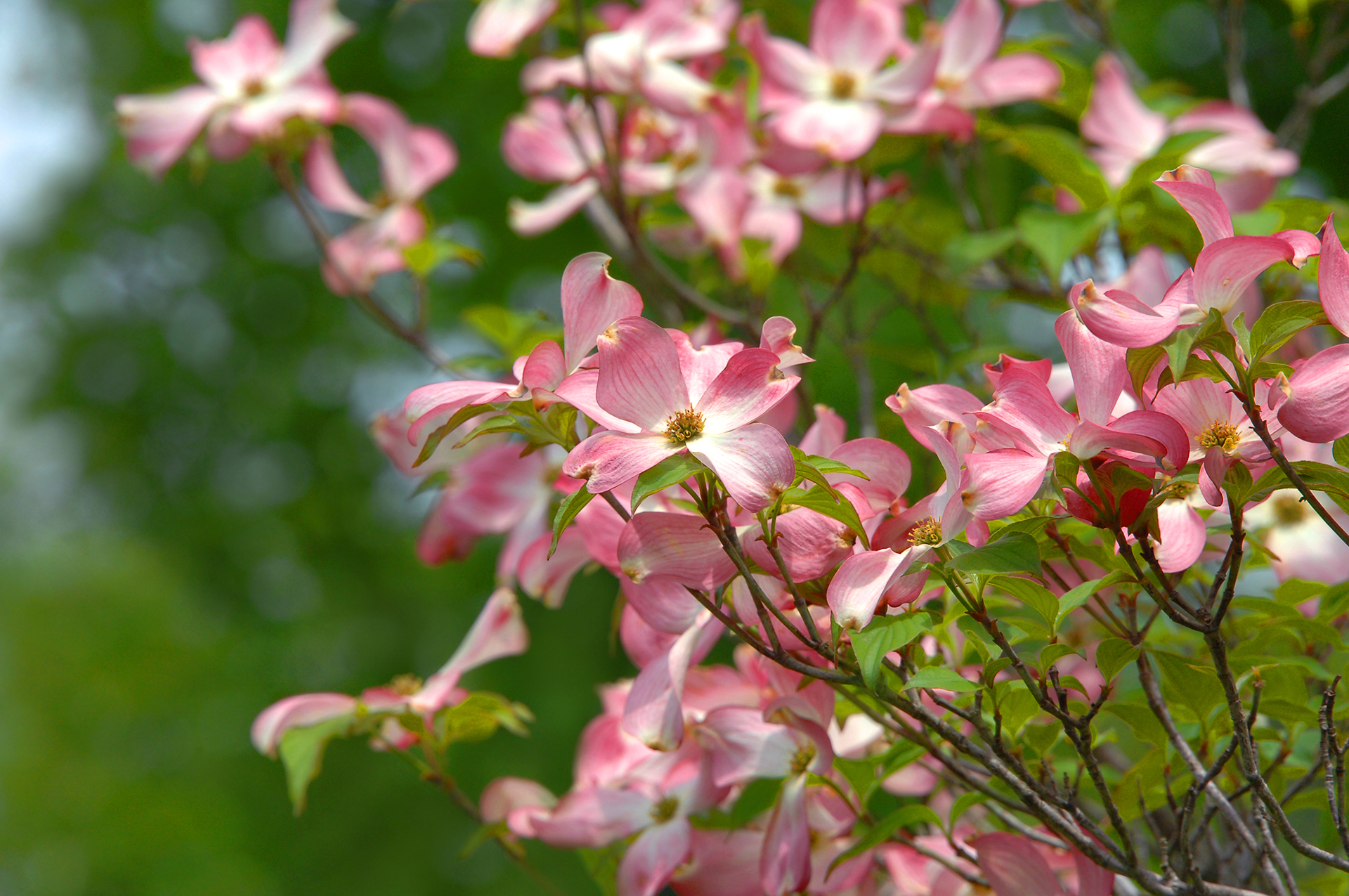 A cluster of pink dogwood flowers with white centers blooming on thin branches against a soft green background.