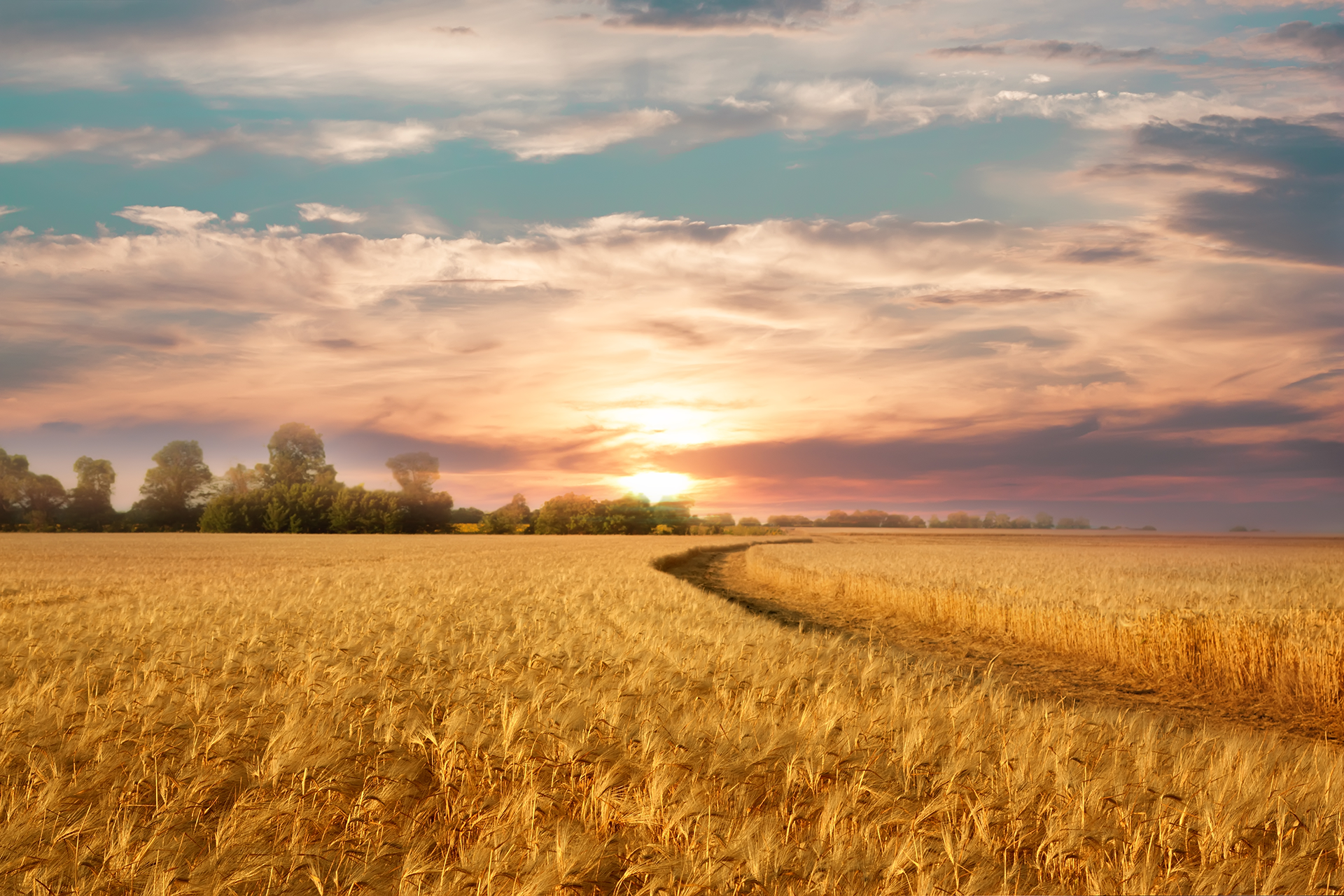 Golden wheat field at sunset under a soft, cloudy sky, with a line of trees in the distance.
