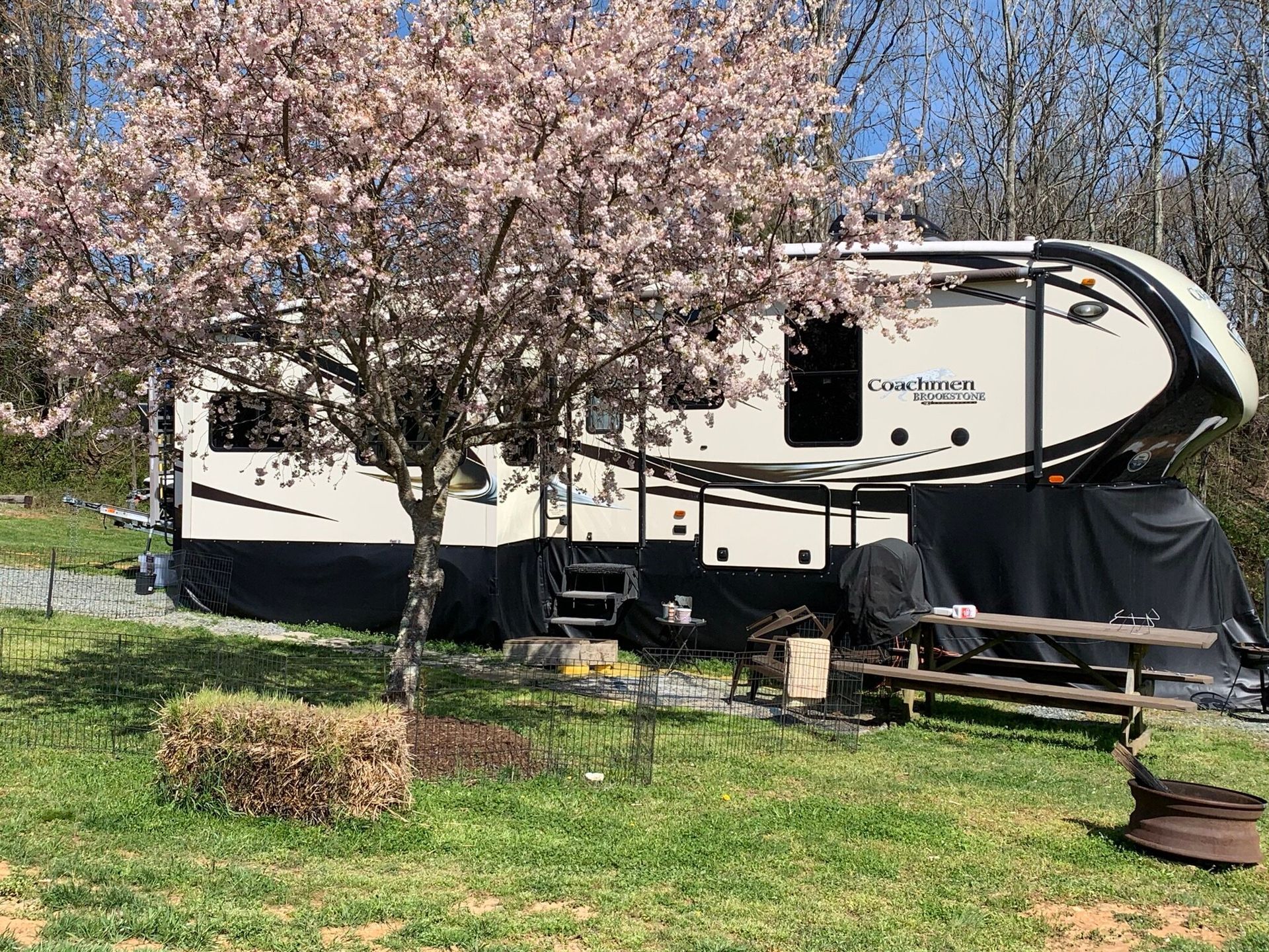 RV parked under a blooming pink tree in a grassy campsite with picnic table and fire pit.