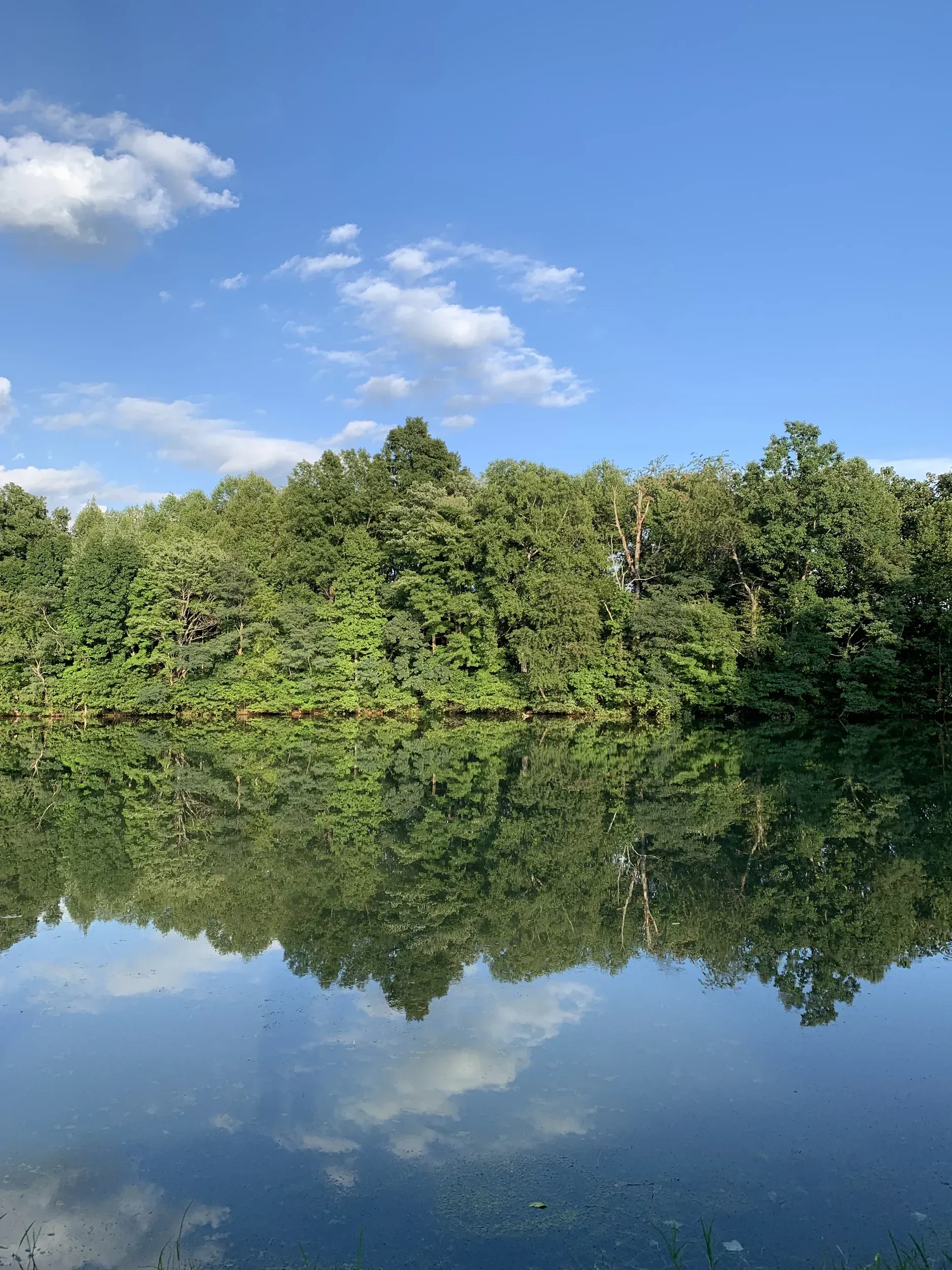 Calm lake reflecting lush green trees under a blue sky with white clouds.