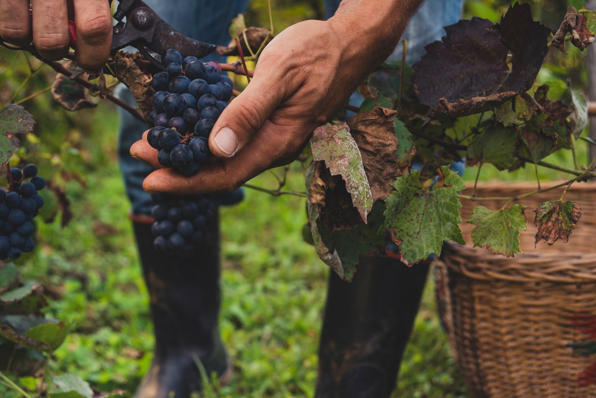 Person harvesting grapes with pruning shears in a vineyard, brown basket visible.