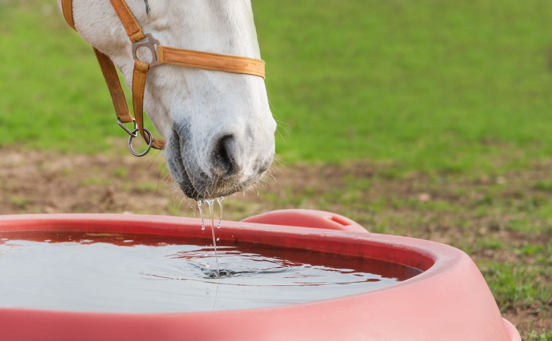 White horse drinking from a red water trough on a grassy field.
