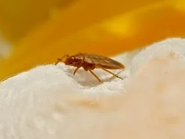 Bed Bug — Rexburg, ID — Affordable Pest Control Inc.