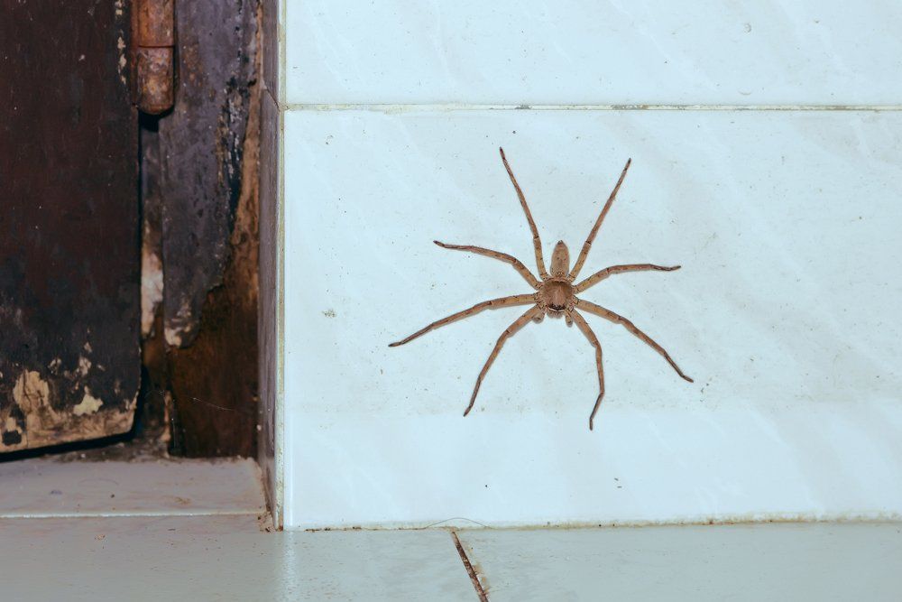 Big Spider in White Wall — Rexburg, ID — Affordable Pest Control Inc.