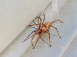 Big House Spider — Rexburg, ID — Affordable Pest Control Inc.
