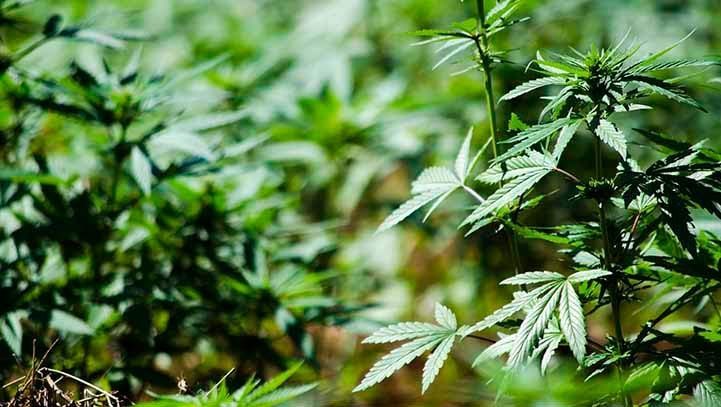 Green cannabis plants in a field, leaves visible.