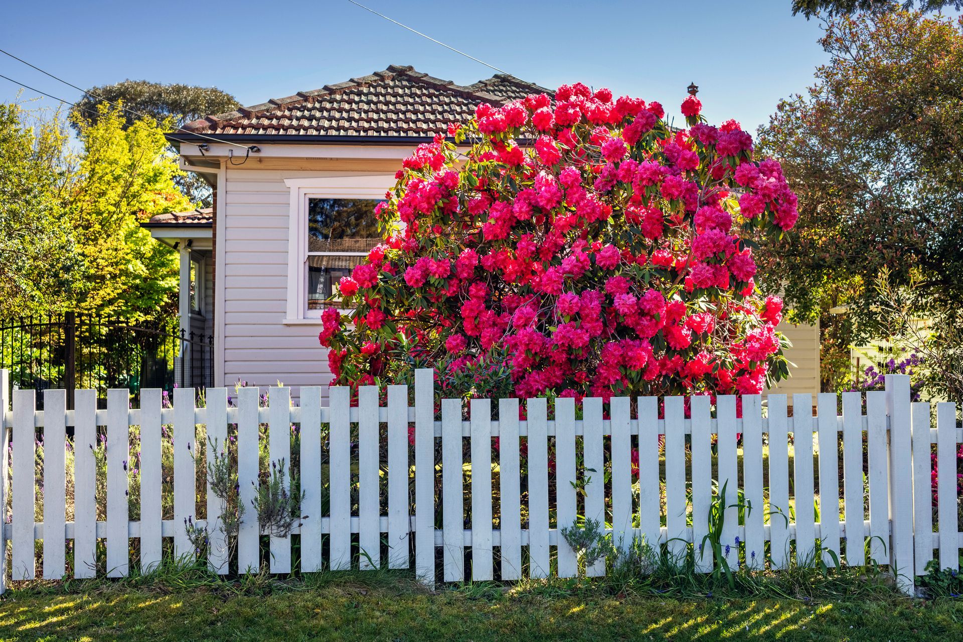 A house with a white fence and a blooming red rhododendron bush in a tidy front yard garden