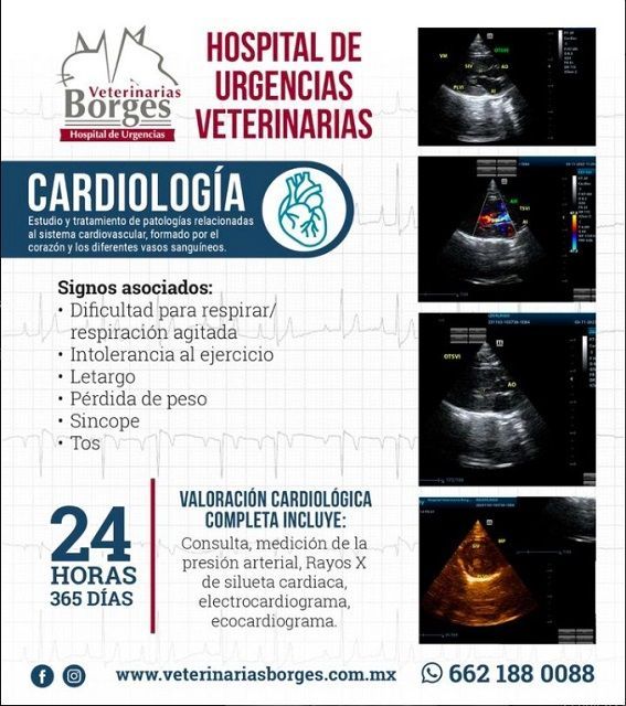 HOSPITAL VETERINARIO BORGES