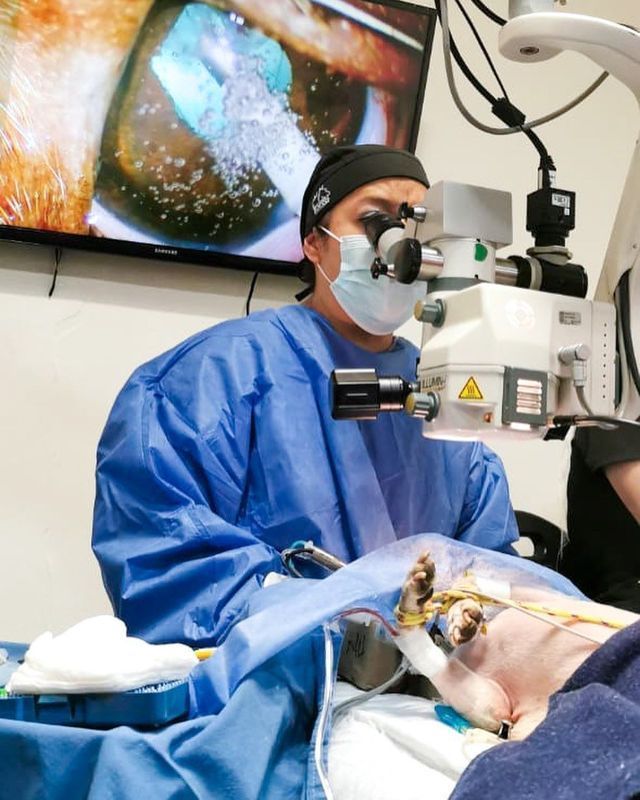 HOSPITAL VETERINARIO BORGES