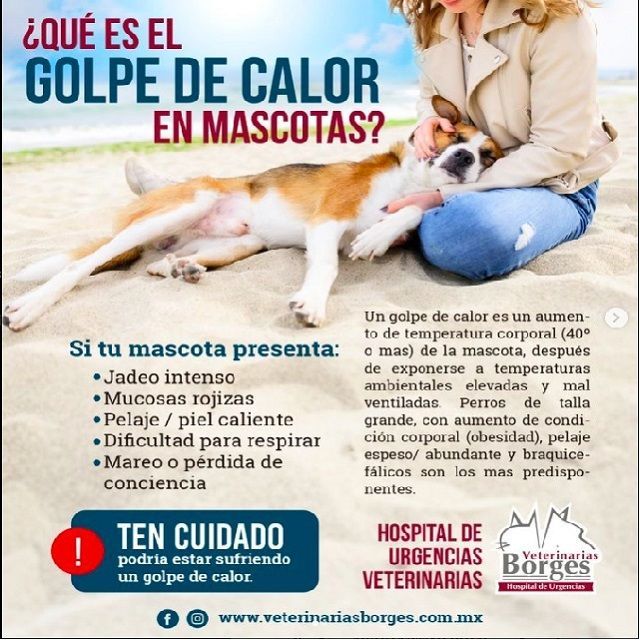 HOSPITAL VETERINARIO BORGES