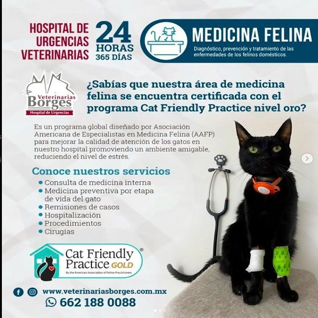 HOSPITAL VETERINARIO BORGES