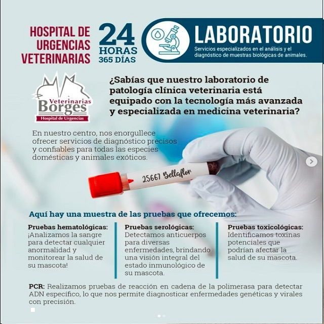 HOSPITAL VETERINARIO BORGES