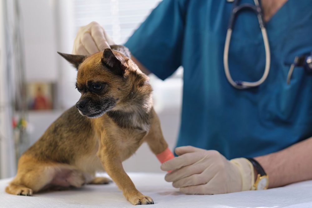  HOSPITAL VETERINARIO BORGES  