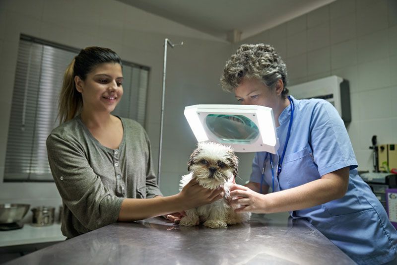 HOSPITAL VETERINARIO BORGES