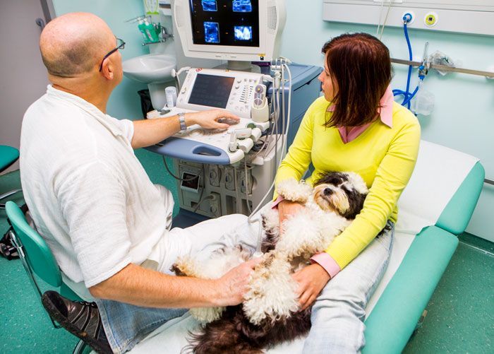 HOSPITAL VETERINARIO BORGES