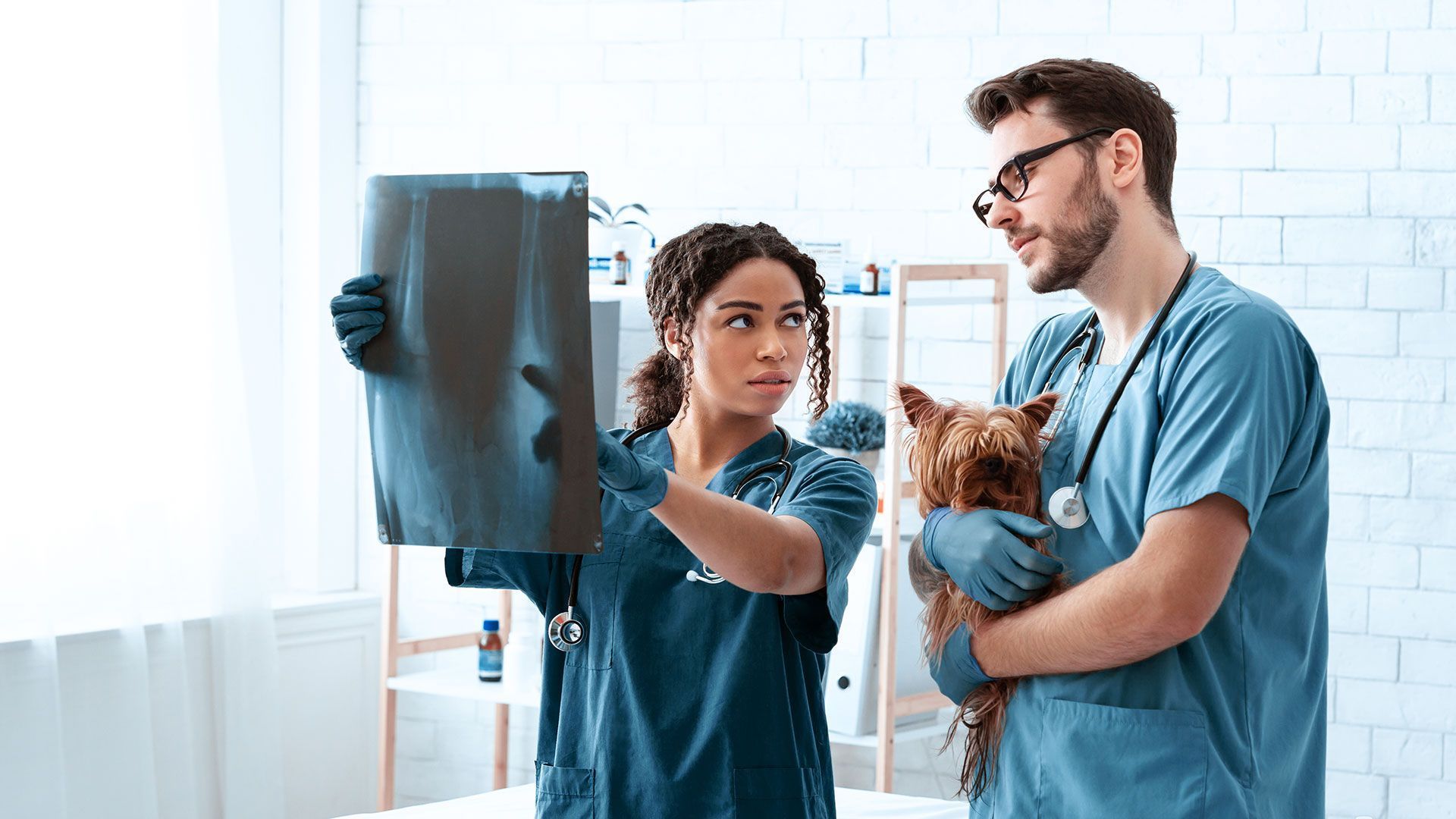 HOSPITAL VETERINARIO BORGES