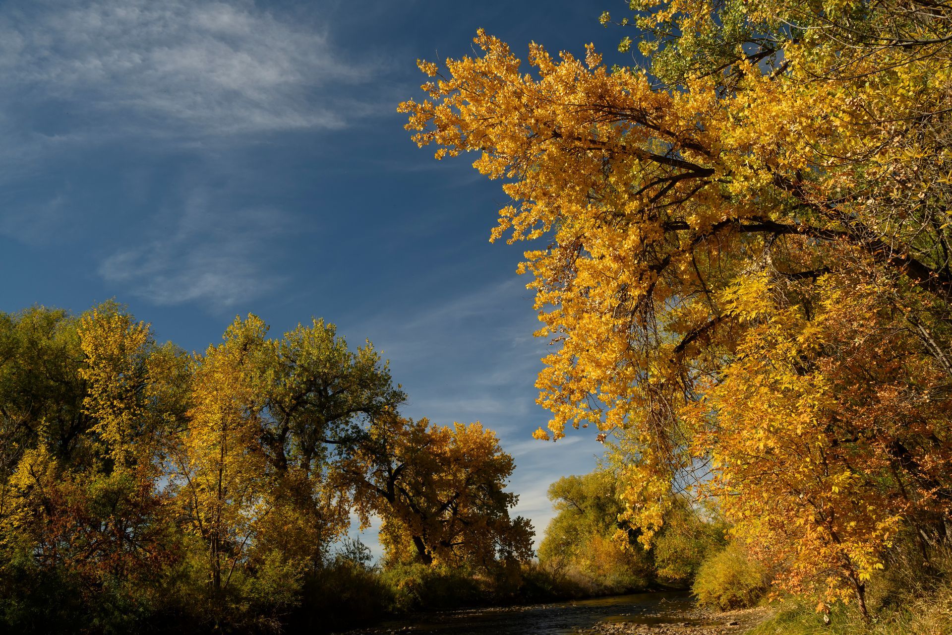 A river surrounded by trees with yellow leaves