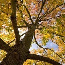 Tree in autumn 