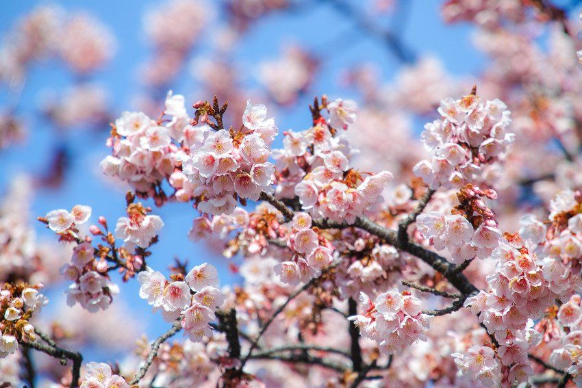 Blossom Tree