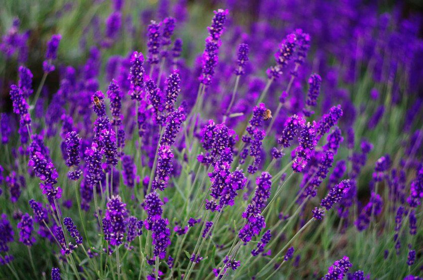 Lavender