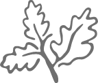 Tree leaf icon