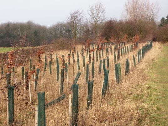 Tree Saplings