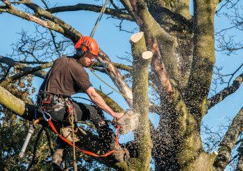 Tree pruning