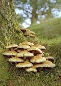 Tree with fungus